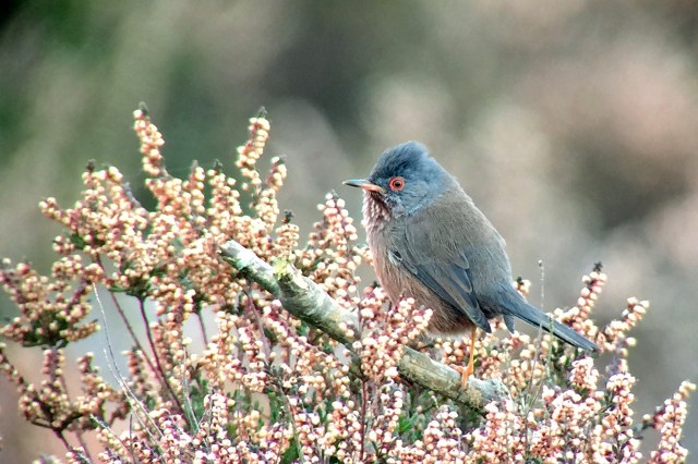 DartfordWarbler-2